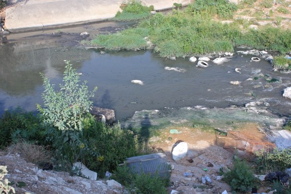 The cage used to try to capture the crocodile. Discarded animal remnants from the slaughterhouse were used as bait. 