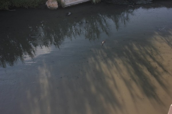 First croc-spotting in the Beirut River!