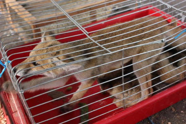 Foxes in Souk al-Ahad that have been brought from Syria.