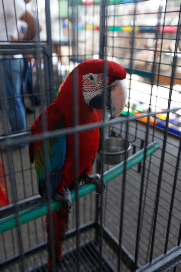 Brazilian macaw.